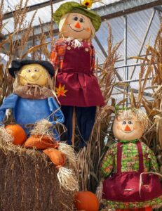 3 scarecrows in various colored clothing among straw bales, pumpkins, and corn stalks.