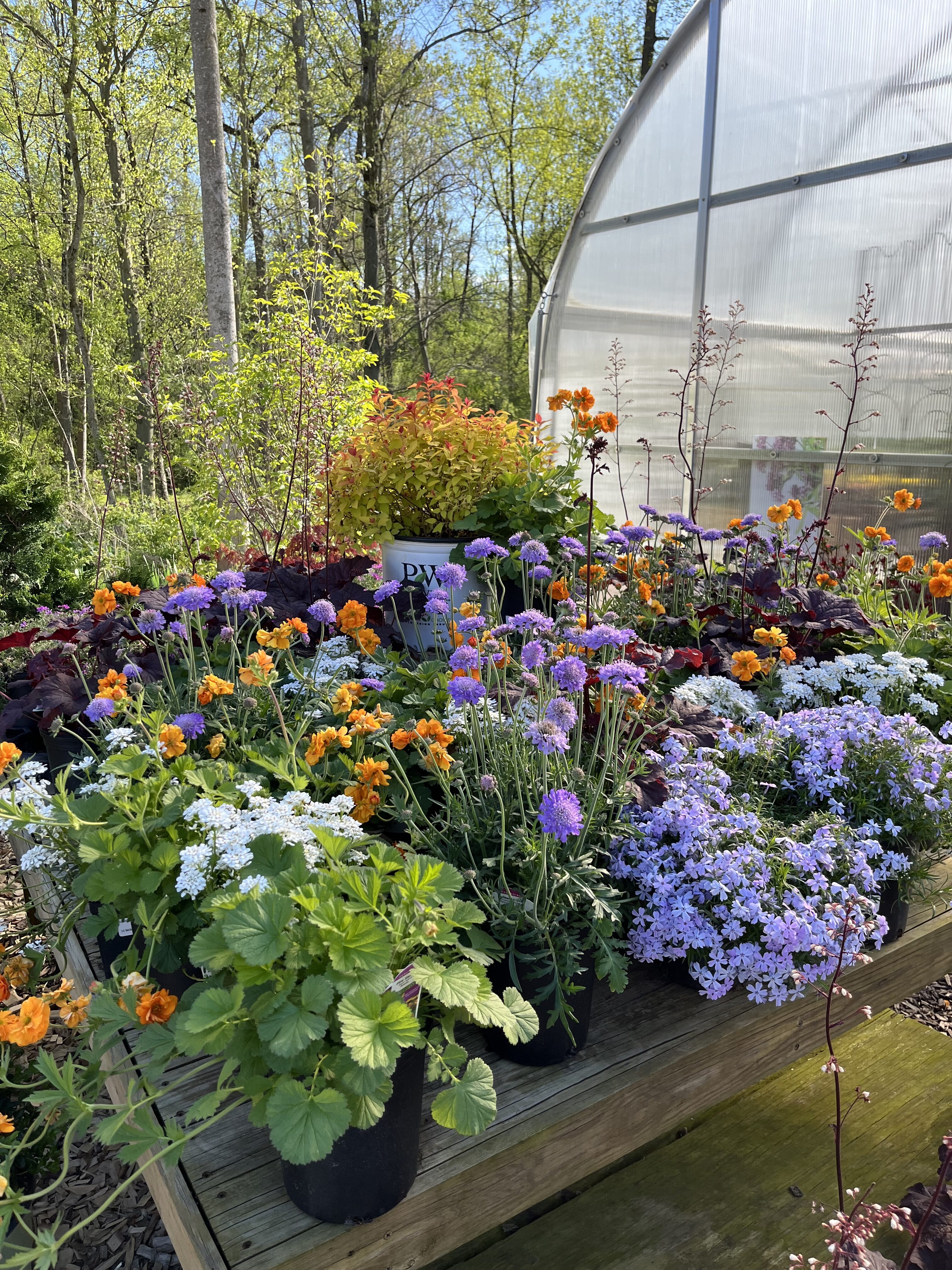 blue, purple, orange, and white perennial flowers