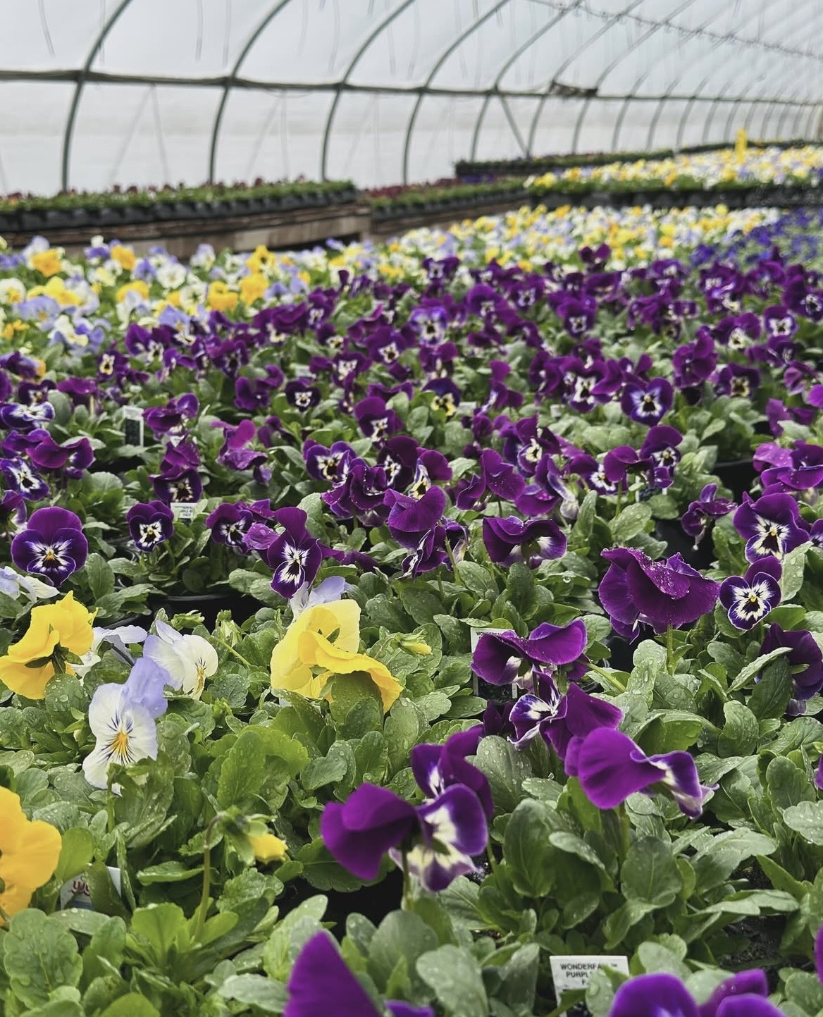 purple, yellow, and white pansy flowers in a greenhouse
