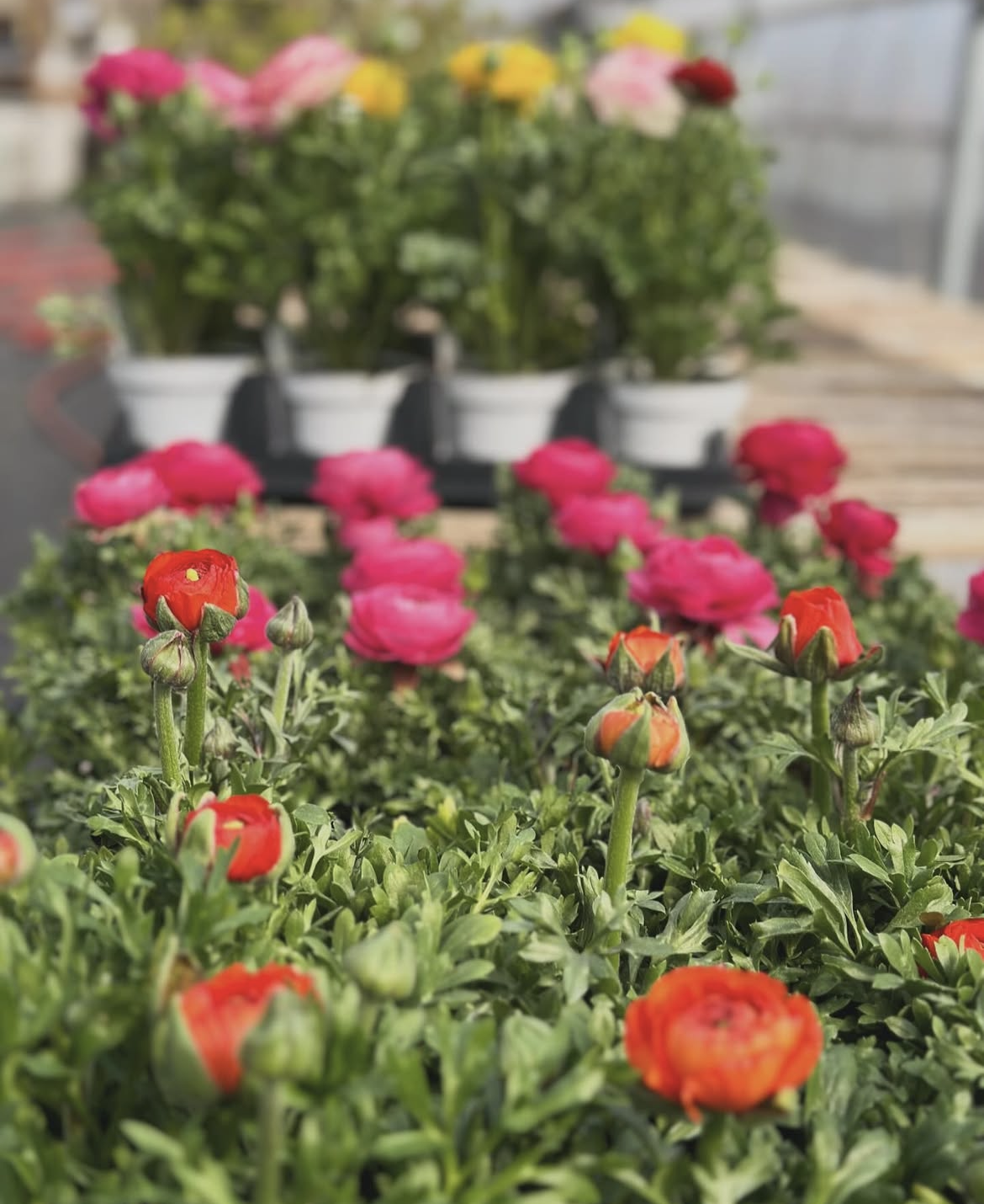 pink and orange ranunculus flowers