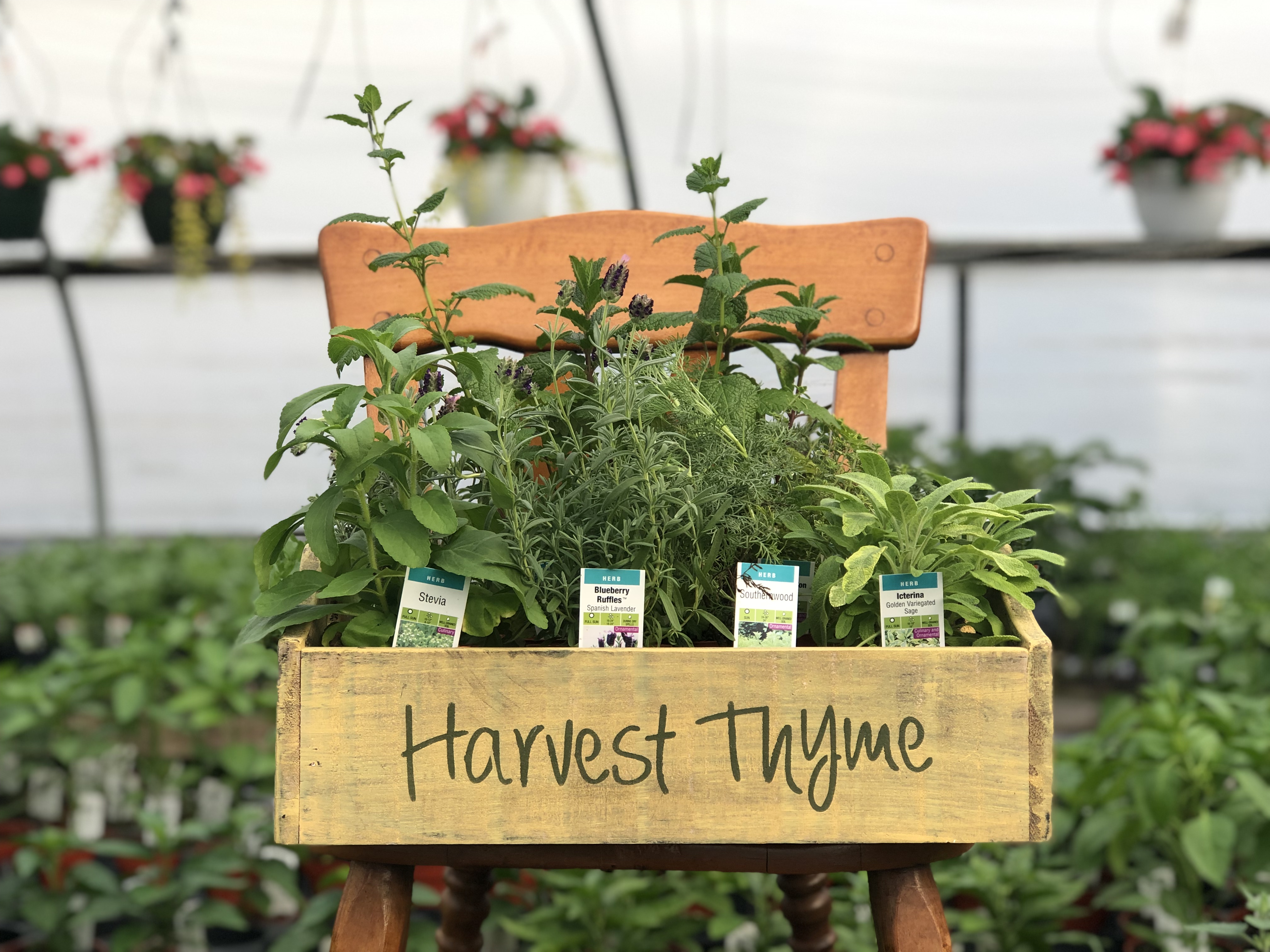 boxes of thyme
