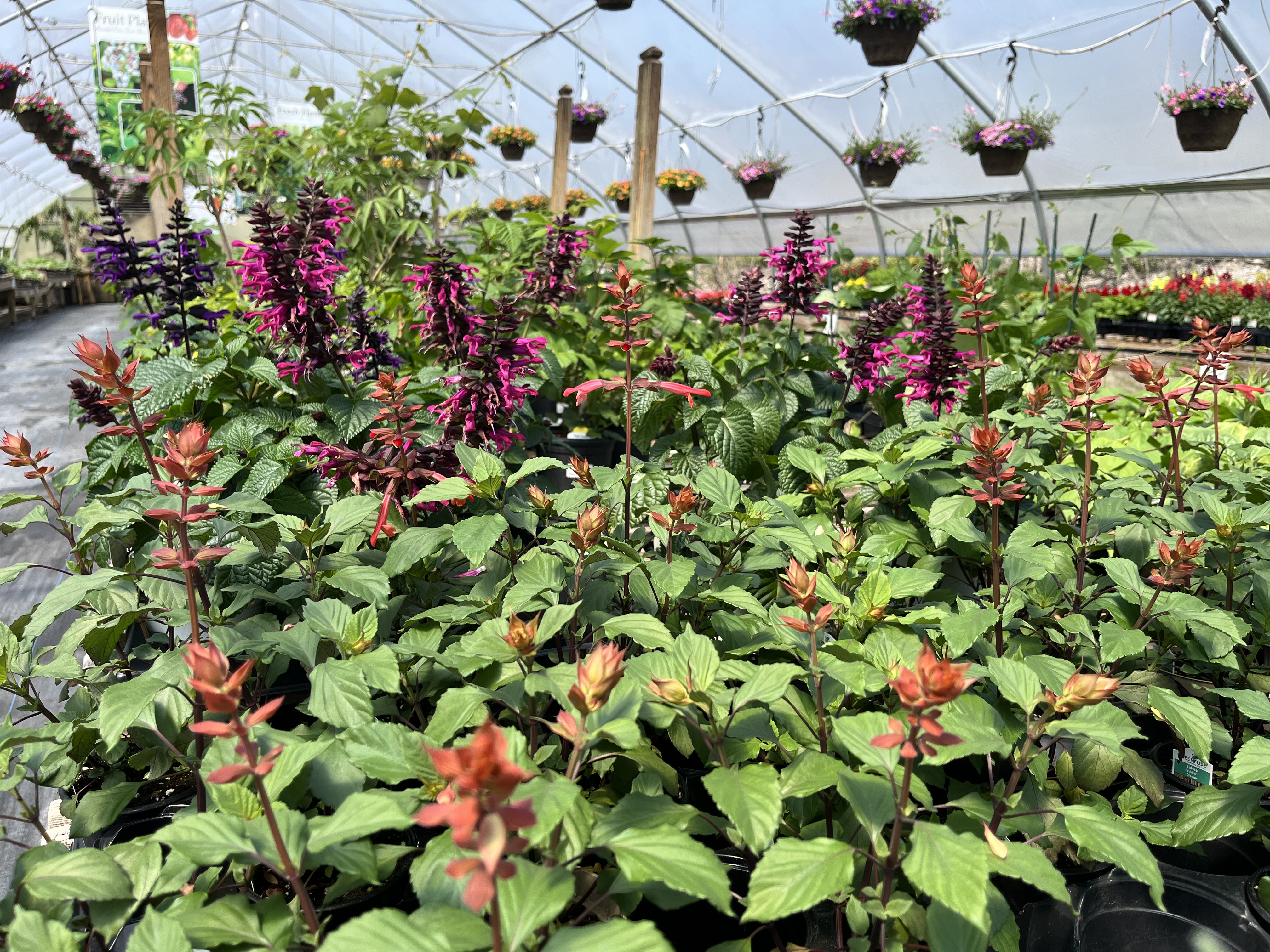 array of plants in a greenhouse