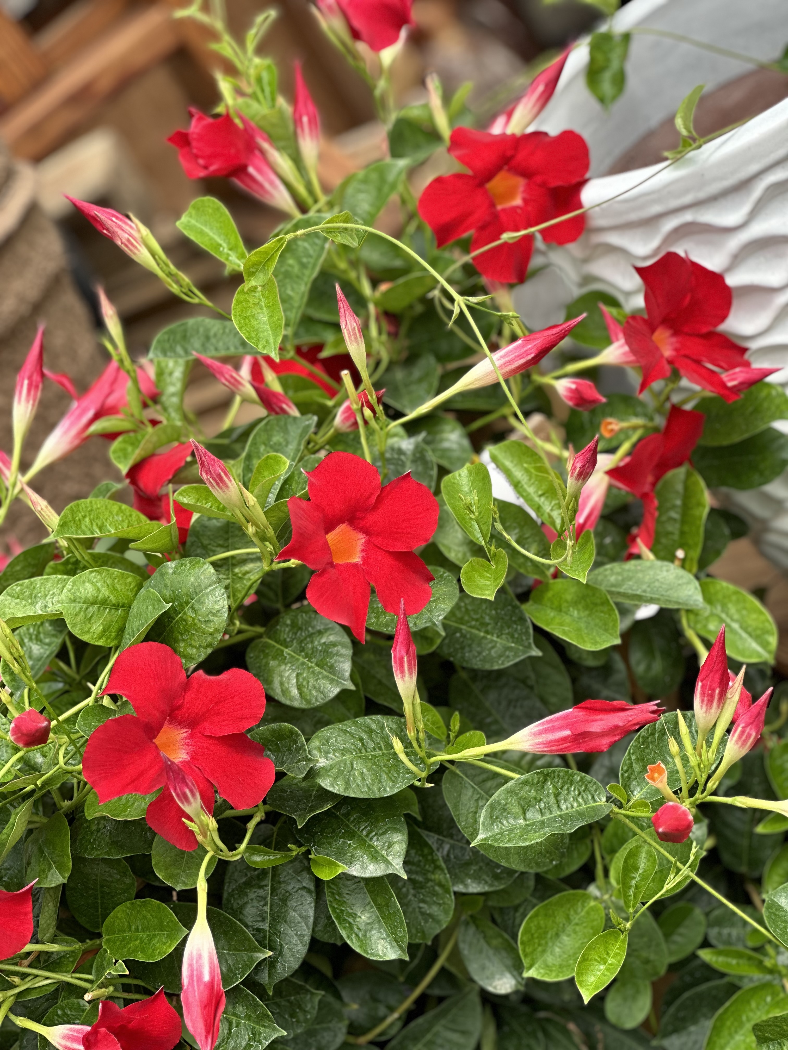 red annual flowers