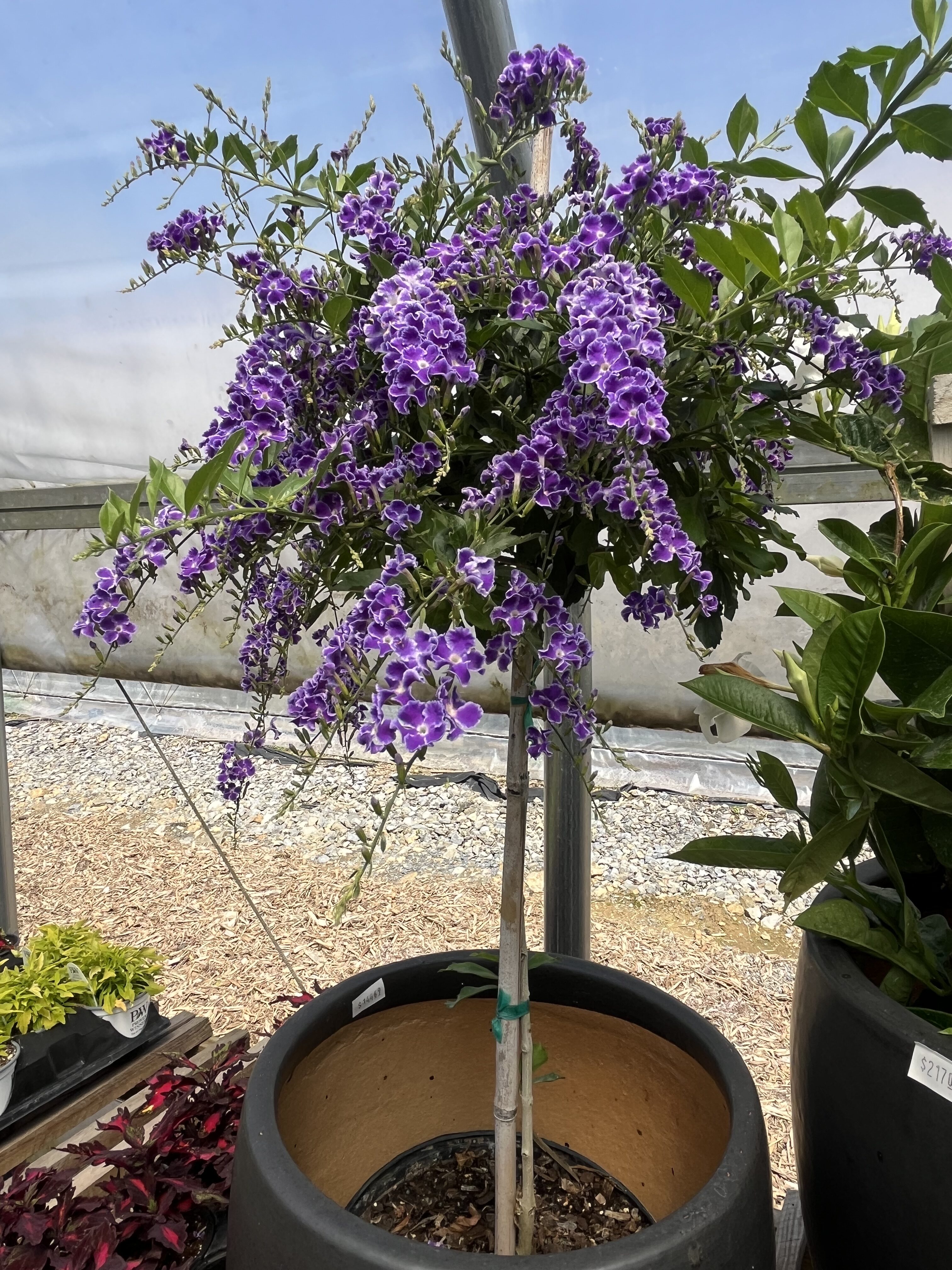purple tropical flowers