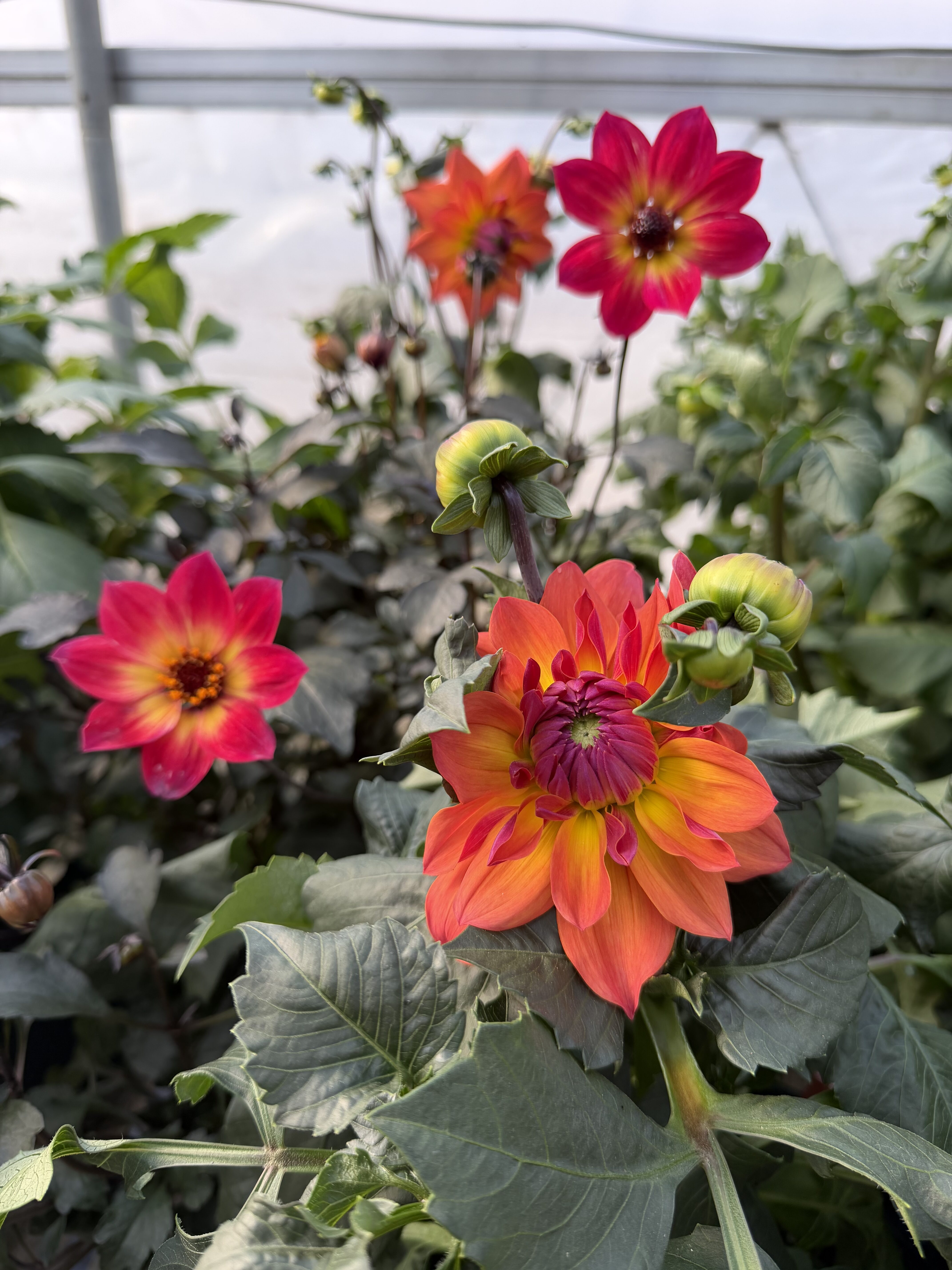 orange annual flowers