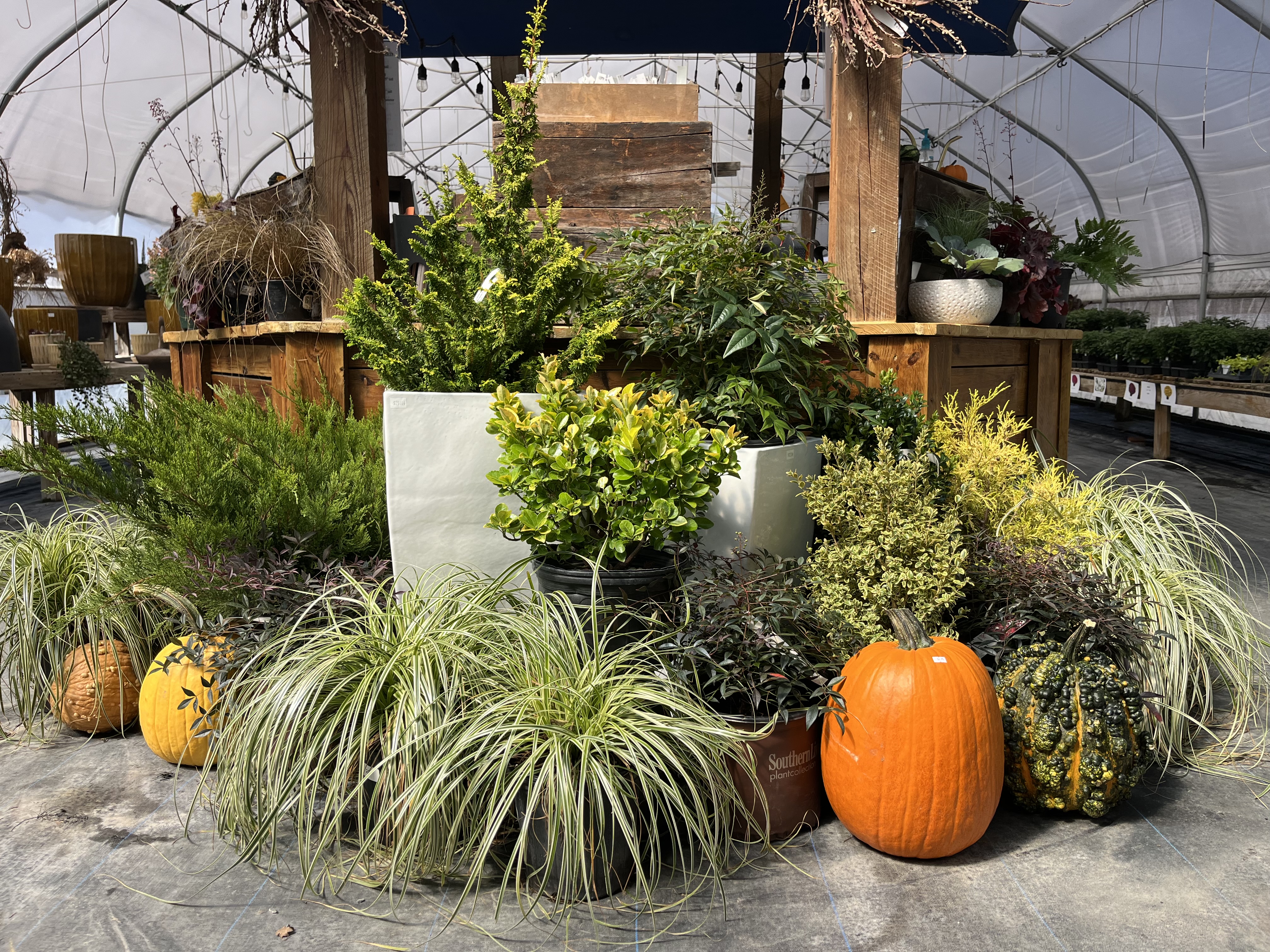 shrubs, trees, and pumpkins in greenhouse