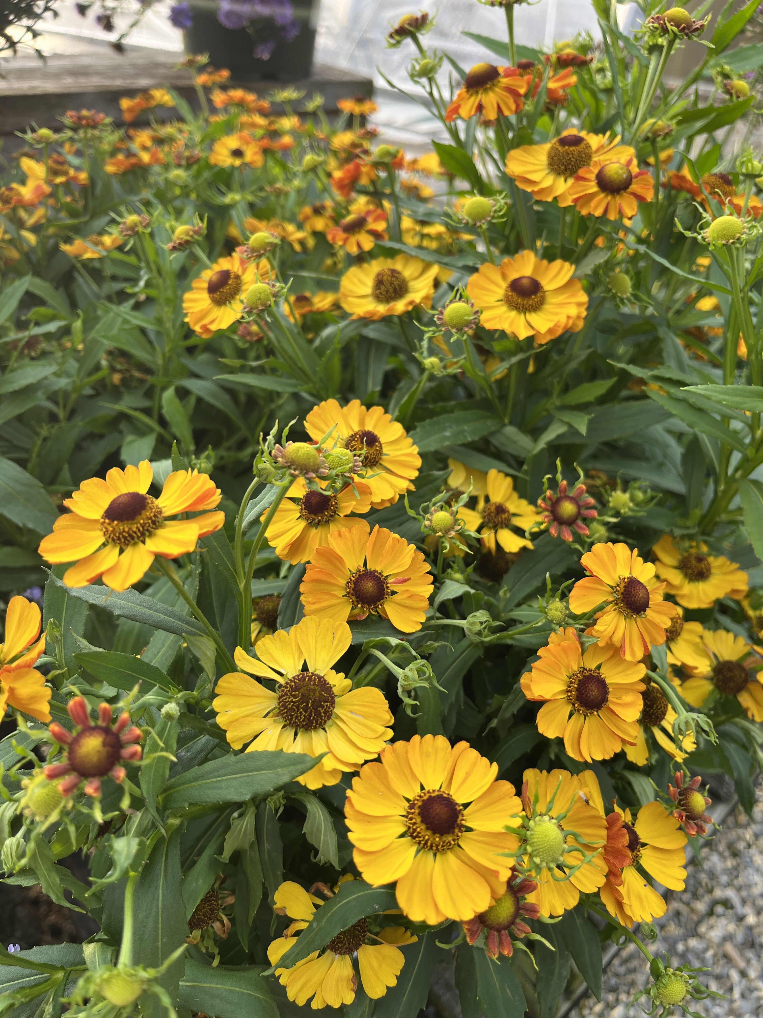 yellow fall flowers