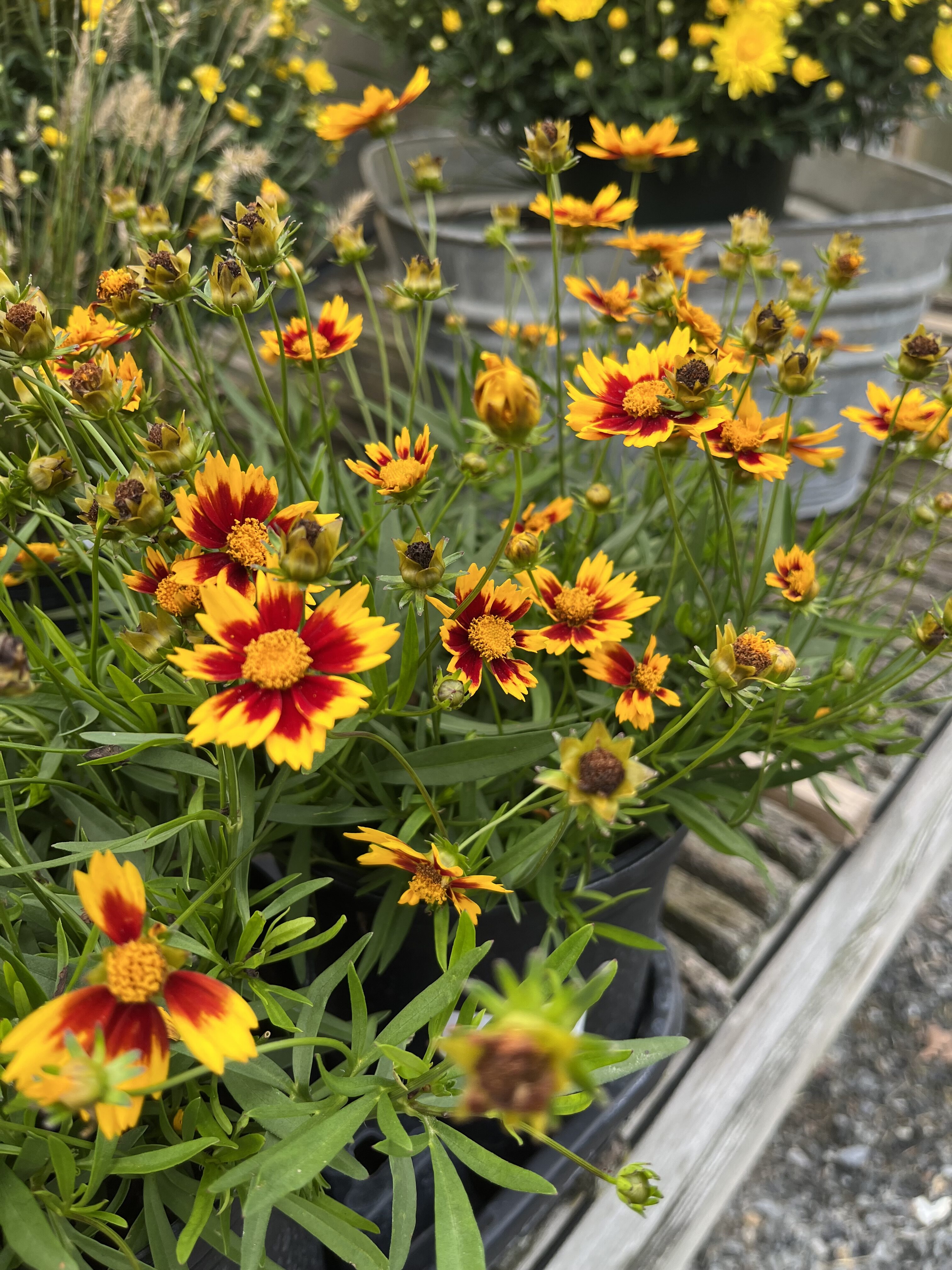 red and yellow flowers