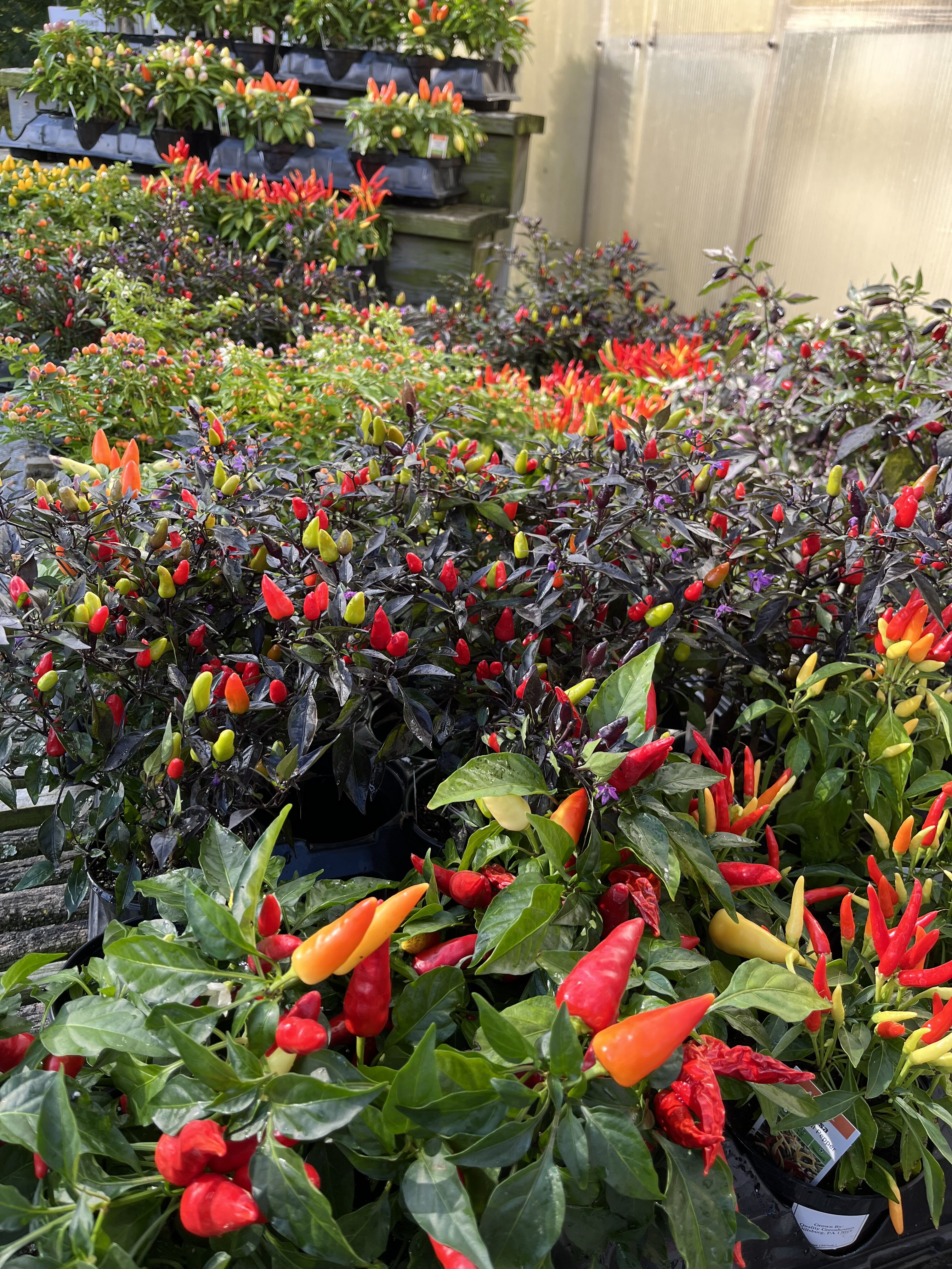 multicolored pepper plants