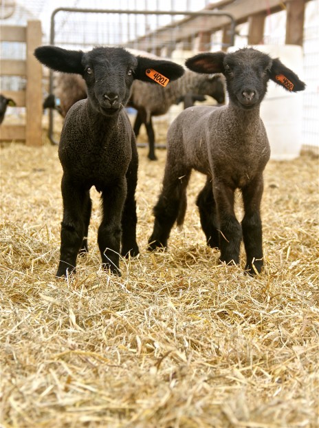 A little bit of cute.