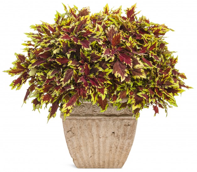 New…on the coleus front…