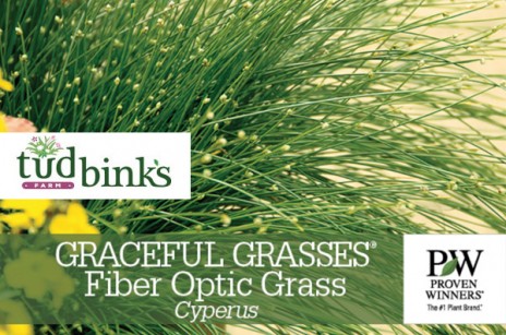 Fun Grasses! Fiber Optic Grass