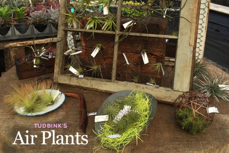 Tudbink’s Air Plants