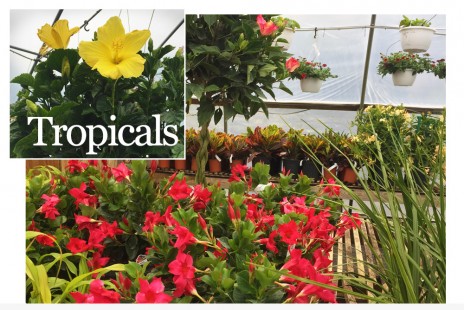 Tropicals are Here!