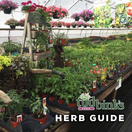 Herb Care Guide