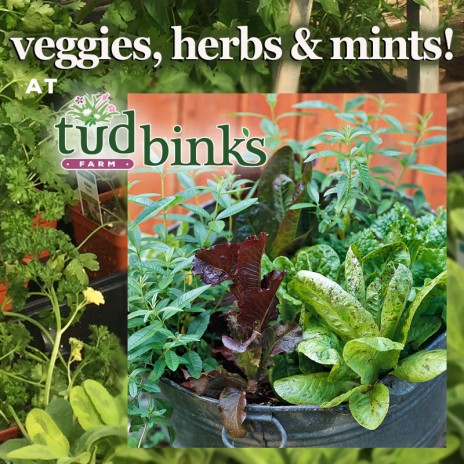 Veggies, herbs and mints!