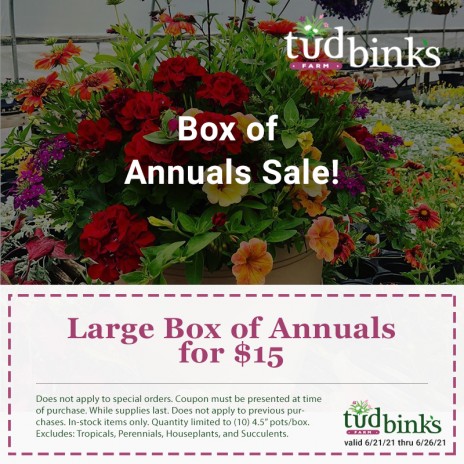 Box of Annuals Sale