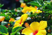 Spring_Summer_8