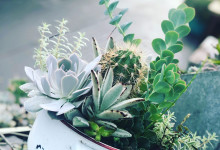 Small succulent planter in pot