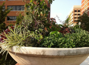concrete commercial planter with various greenery inside