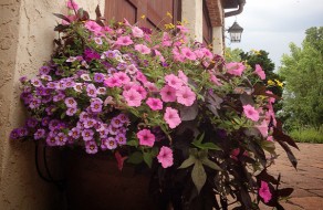 Pink flowers and greenery arrange in planter in front of home.