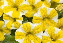 Superbells Lemon Slice Calibrachoa