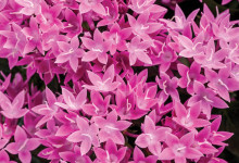 Sunstar Pentas