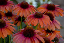 Perennial Cornflower