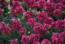 Perennial Dianthus