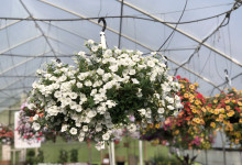 Tudbink's Hanging Basket
