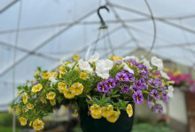 Tudbink's Hanging Basket2