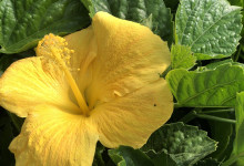 Tudbink's Hibiscus Flower