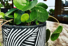Tudbink's Houseplant