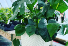Tudbink's Monstera Houseplant