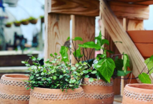 Tudbink's Houseplants