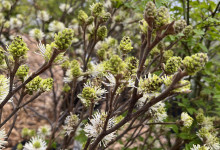 Tudbink's Shrubs and Trees
