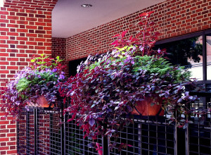 planters with purple leaves and greenery inside