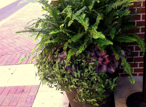 residential planter with greenery inside