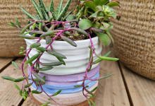 Tudbink Houseplant