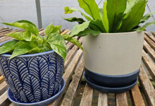 Tudbink Houseplants