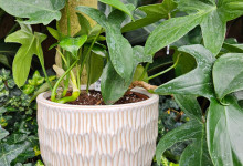 Tudbink Houseplants (1)