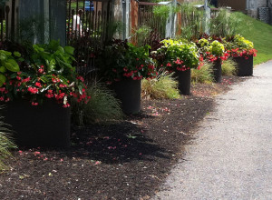 planters with red flowers inside