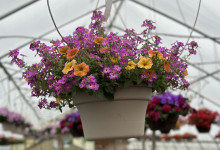 Tudbinks Hanging Basket