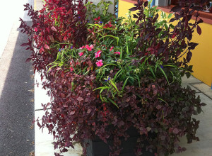 red shrubs and pink flowers inside a commercial planter