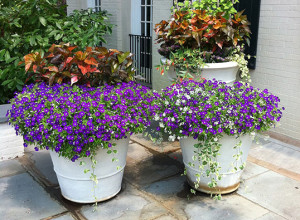 two planters with purple flowers in front, two planters with green and orange/brown leaves in back