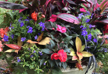 Tudbink's Summer Planter