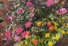 Tudbink Summer Planter 4