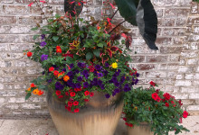 Tudbink Summer Planters