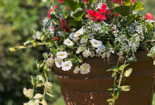 Tudbink Summer Planter 2