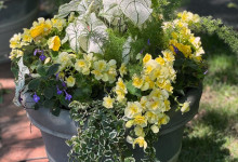 Tudbink Summer Planter 1